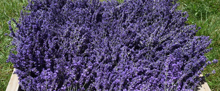 Heaven Scent Lavender Farm